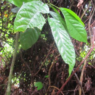 Giant leaves that I found amusing