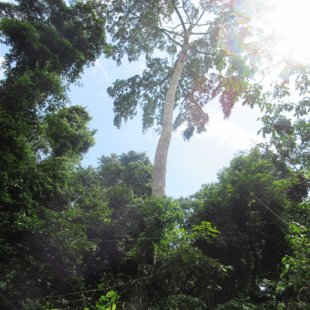 Opening in the Jungle