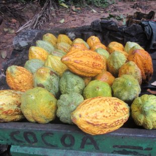 Cocoa fruit