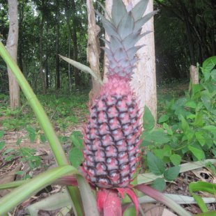 Pink pineapple