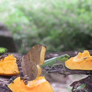 Bees, butterflies, and prayingmantus all in one