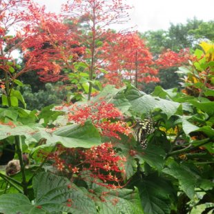 Butterflies and a pretty plant