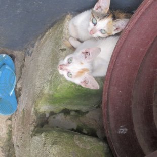 Stray kittens at my homestay