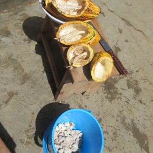 Preparing the cocoa seeds