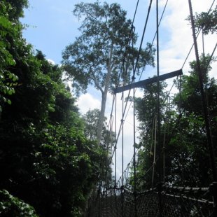 According to our guide, these bridges can hold the weight of two, yes two elephants... I w