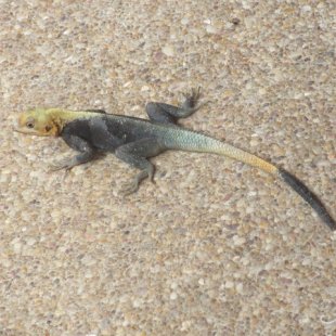 Cool lizards here in Ghana