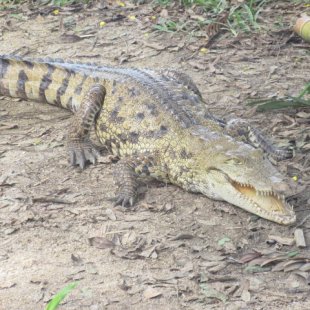 He was mad that he did not get pet