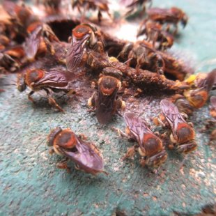 Stingless bees