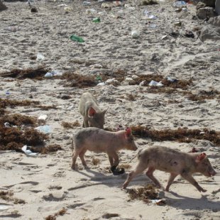 Beach piglets