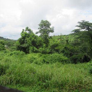 View into the dense jungle 