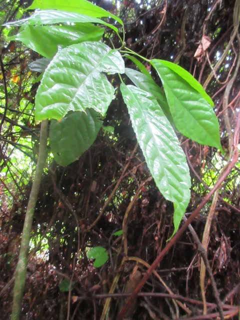 Giant leaves that I found amusing