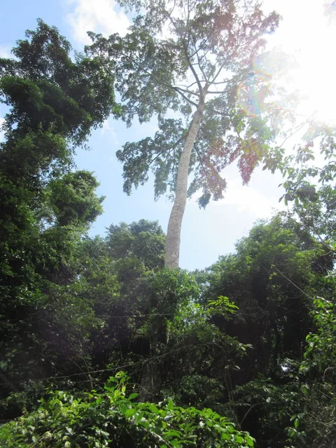 Opening in the Jungle