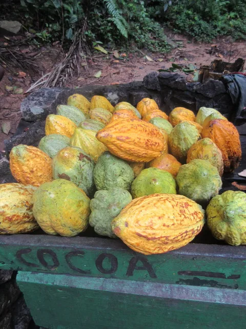Cocoa fruit