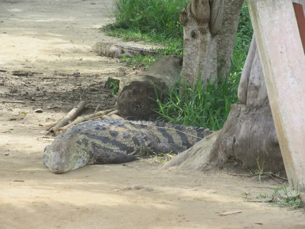 My croc friend