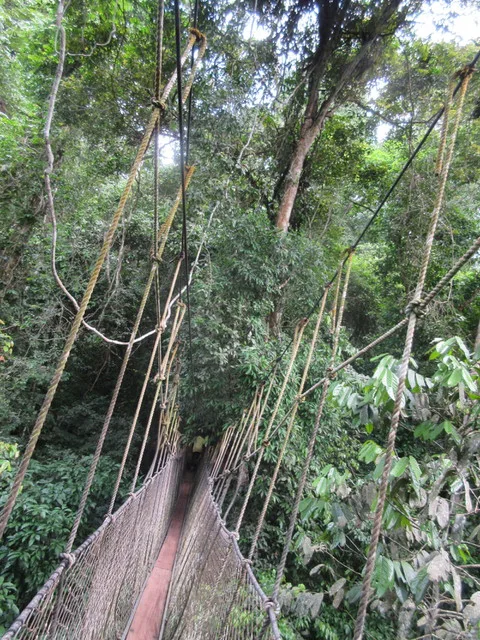 Canopy walkway