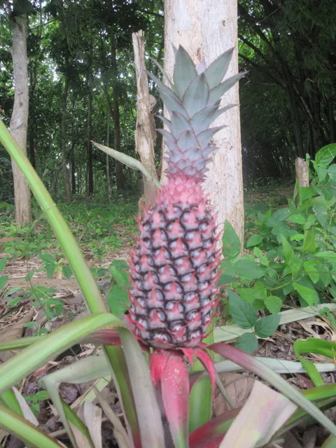 Pink pineapple