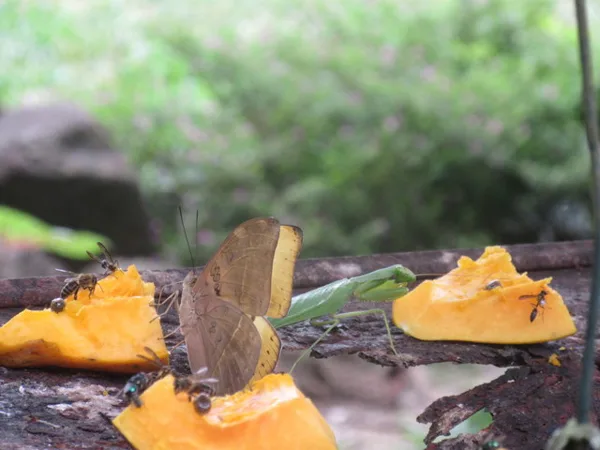 Bees, butterflies, and prayingmantus all in one