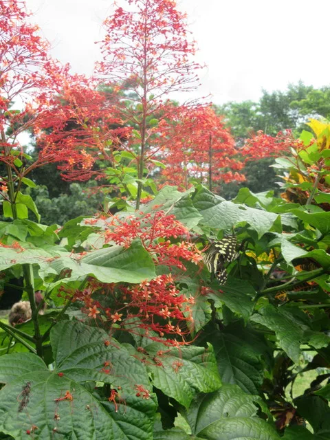 Butterflies and a pretty plant