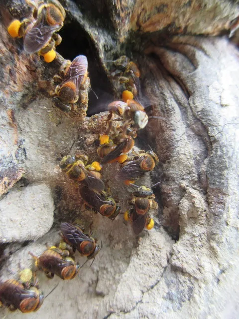Bee in flight