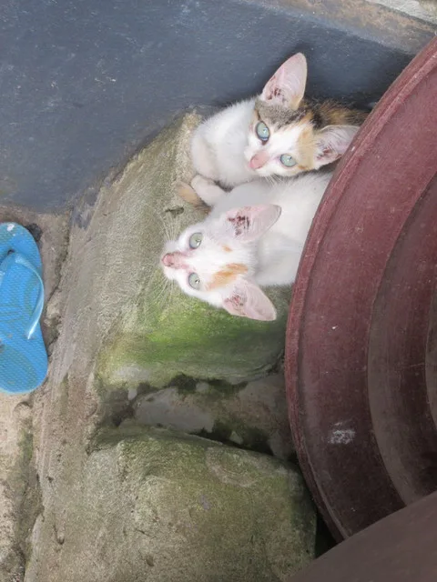 Stray kittens at my homestay
