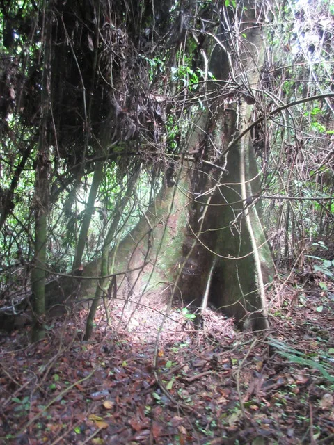 Cool tree roots