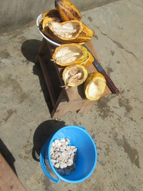 Preparing the cocoa seeds