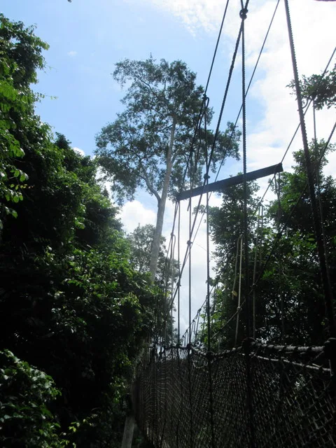 According to our guide, these bridges can hold the weight of two, yes two elephants... I w
