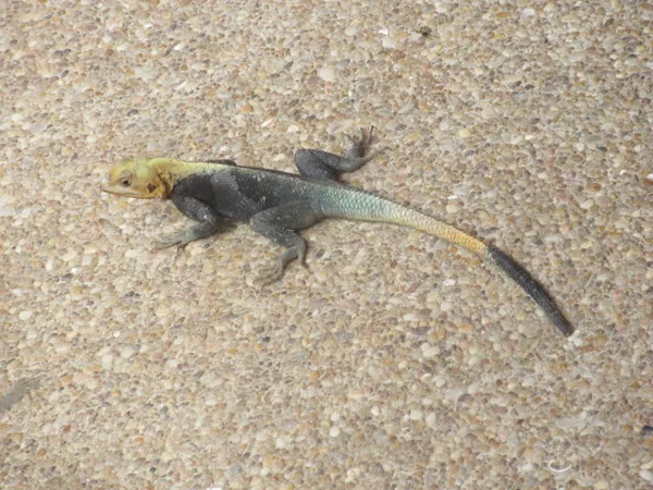 Cool lizards here in Ghana