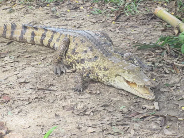 He was mad that he did not get pet