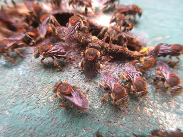 Stingless bees