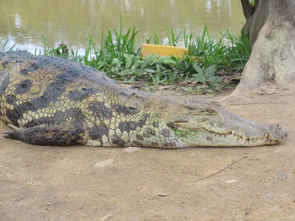 The Croc I pet