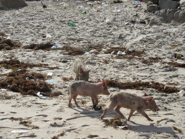 Beach piglets