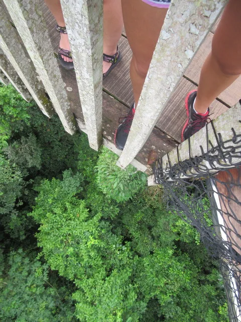 Height of the canopy walkway... We were above the tree line