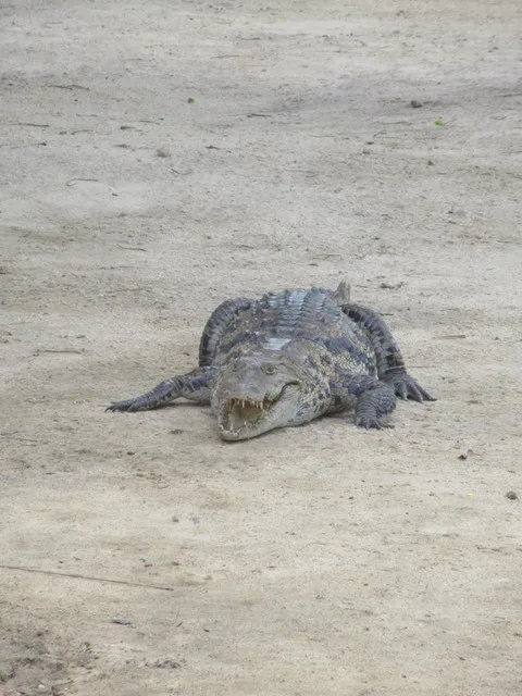 Hungry croc
