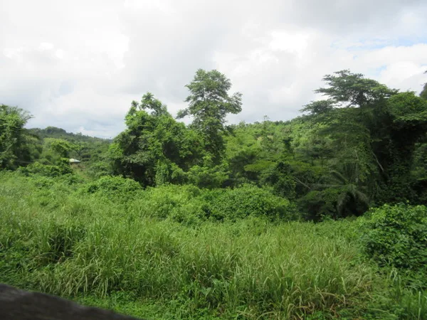 View into the dense jungle 