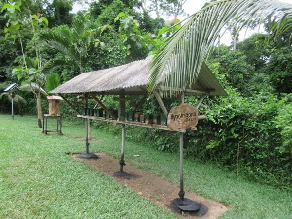 Stingless bee hives