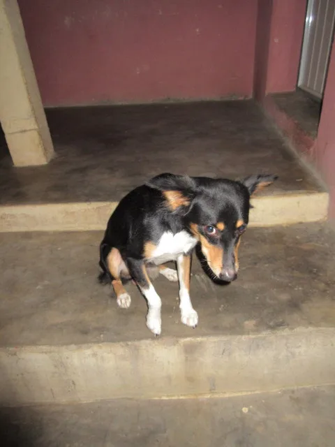 My homestay's puppy